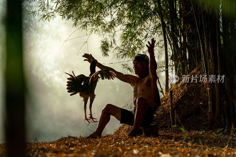 亚洲乡村的生活方式，一个斗鸡教练在泰国东北部的Sakon Nakhon的森林里饲养和训练他的公鸡，Isan的生活方式。